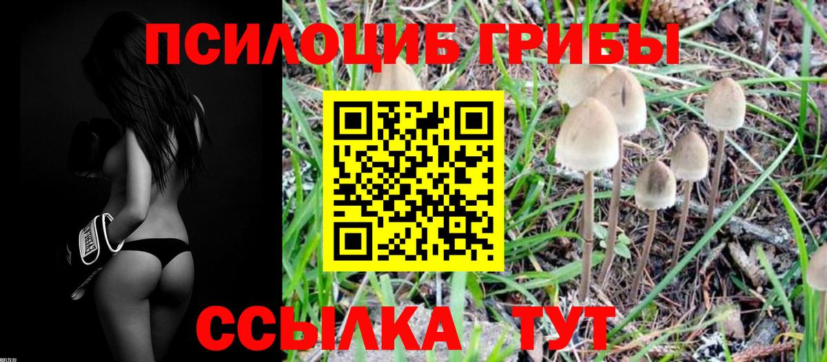 Псилоцибиновые грибы мухоморы Тамбов